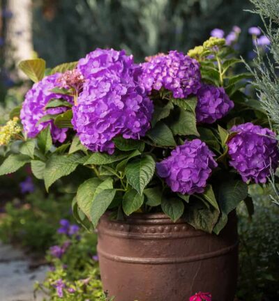Hydrangea macrophylla 'Endless Summer Summer Love® Purple' - Doorbloeiende Hortensia