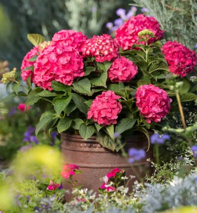 Hydrangea macrophylla 'Endless Summer Summer Love® Red' - Doorbloeiende Hortensia