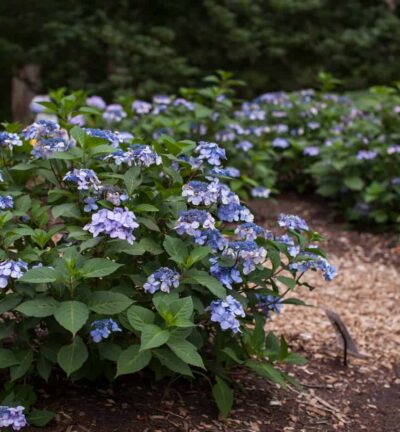 Hydrangea macrophylla 'Endless Summer Twist-n-Shout® Blue' - Doorbloeiende Hortensia