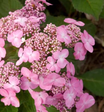 Hydrangea macrophylla 'Endless Summer Twist-n-Shout® Pink' - Doorbloeiende Hortensia