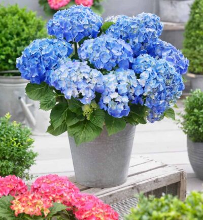 Hydrangea macrophylla 'Little Blue' - Hortensia