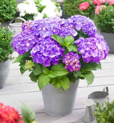 Hydrangea macrophylla 'Little Purple' - Hortensia