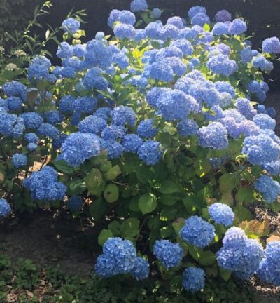 Hydrangea macrophylla 'Nikko Blue' - Hortensia