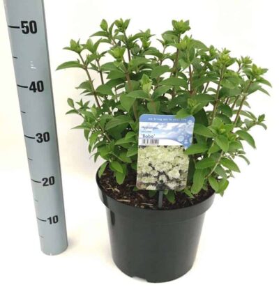 Hydrangea paniculata 'Bobo' - Hortensia