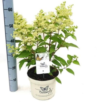 Hydrangea paniculata 'Butterfly' - Vlinderhortensia