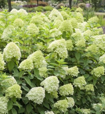Hydrangea paniculata 'Limelight' - Hortensia