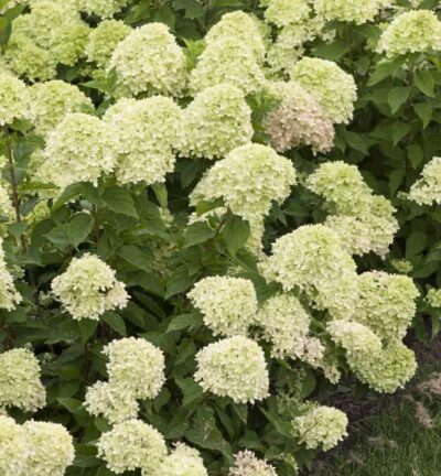 Hydrangea paniculata 'Little Lime' - Hortensia