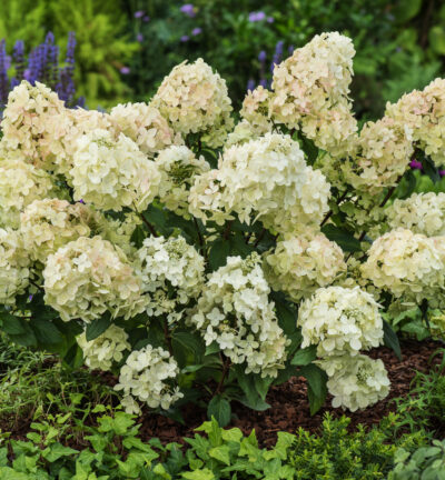 Hydrangea paniculata 'Petite® Star' - Pluimhortensia
