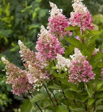 Hydrangea paniculata 'Pinky Winky' - Hortensia