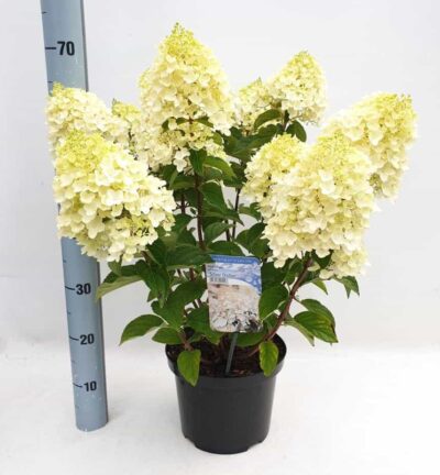 Hydrangea paniculata 'Silver Dollar' - Hortensia