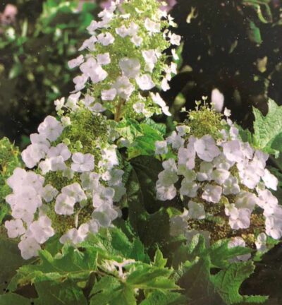 Hydrangea quercifolia 'Back Porch' - Eikenblad hortensia