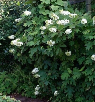 Hydrangea quercifolia - Hortensia