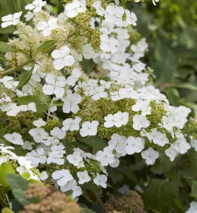 Hydrangea quercifolia 'Ice Crystal'® - Eikenblad hortensia