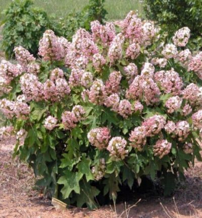 Hydrangea quercifolia 'Munchkin' - Hortensia