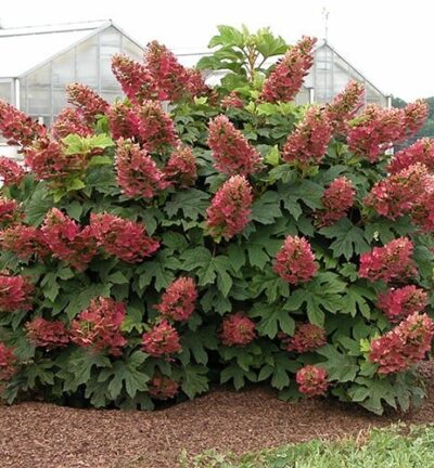 Hydrangea quercifolia 'Ruby Slippers' - Hortensia