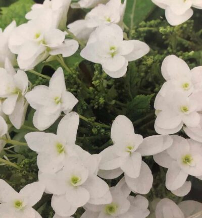 Hydrangea quercifolia 'Snow Giant' - Eikenblad hortensia