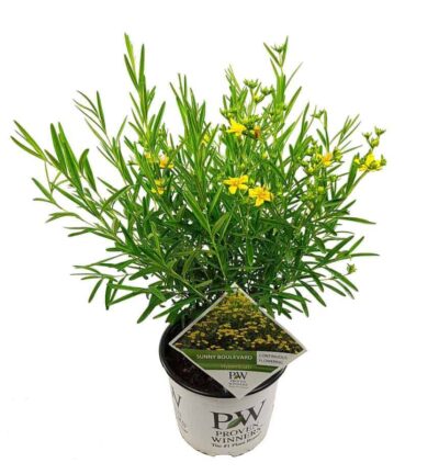 Hypericum kalmianum 'Sunny Boulevard' - Herfsthooi