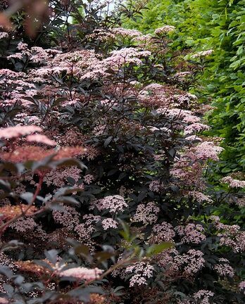 Sambucus nigra 'Black Beauty' -  Gewone Vlier