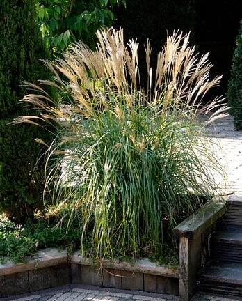 Miscanthus sinensis 'Yakushima Dwarf' - Prachtriet