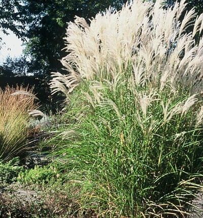 Miscanthus sinensis - Prachtriet