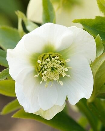 Helleborus Niger 'Christmas Carol' - Kerstroos