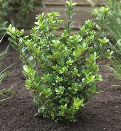 Ilex crenata 'Caroline Upright' - Japanse Hulst