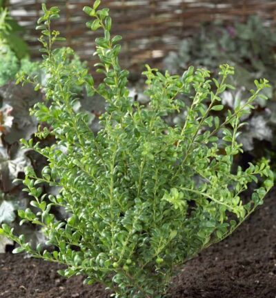 Ilex crenata Convexa - Chinese Hulst