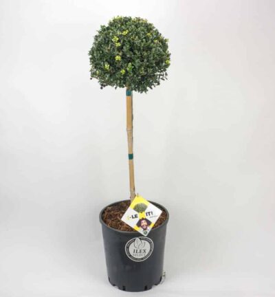 Ilex crenata Dark Green Bol op stam - Japanse Hulst