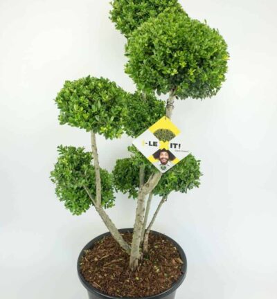 Ilex crenata Dark Green Bonsai - Japanse Hulst hoogte 80-100cm