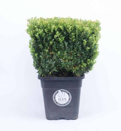 Ilex crenata Dark Green Kubus - Japanse Hulst