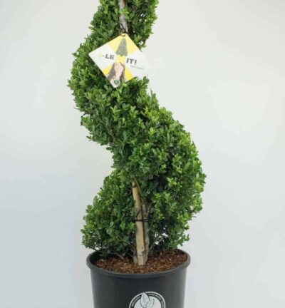 Ilex crenata Dark Green Spiraal - Japanse Hulst