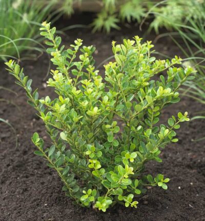 Ilex crenata 'Green Hedge' - Japanse Hulst