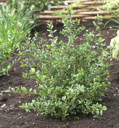 Ilex crenata 'Stokes' - Japanse Hulst