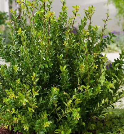 Ilex maximowicziana 'Kanehirae' - Japanse Hulst