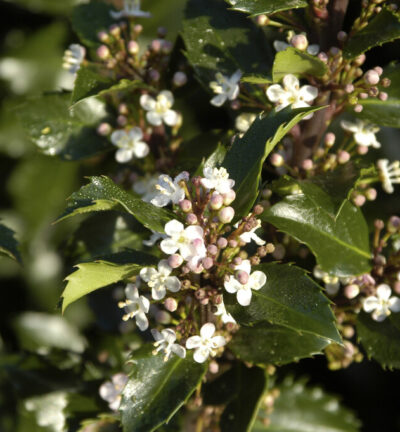 Ilex meserveae 'Blue Prince' - Blauwe hulst