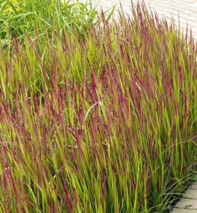 Imperata cylindrica Red Baron - Japans Bloedgras