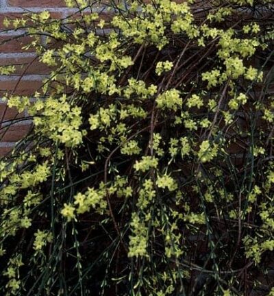 Jasminum Nudiflorum  -  Winterjasmijn