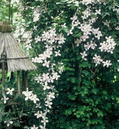 Jasminum Officinale - Gewone Jasmijn