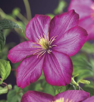 Clematis patens 'Ville de Lyon' -  Bosrank