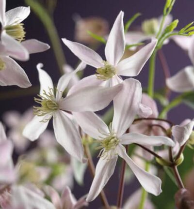 Clematis armandii 'Apple Blossom' -  Bosrank, Groenblijvend