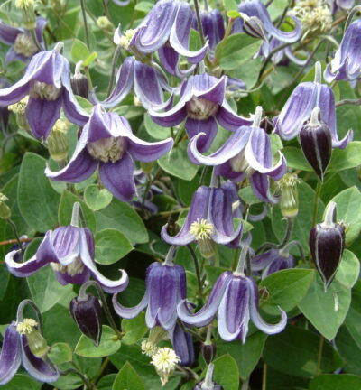 Clematis 'Fascination´ - Bosrank