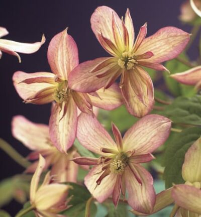 Clematis montana 'Marjorie' - Bosrank