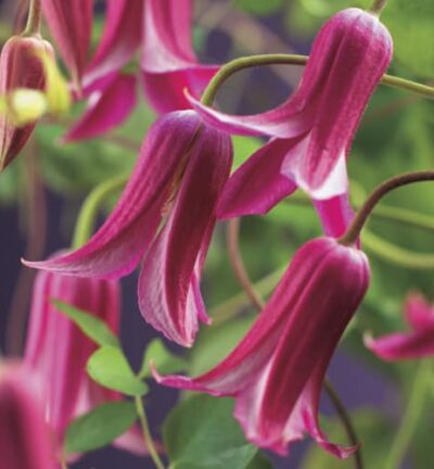 Clematis 'Princess Diana´ - Bosrank