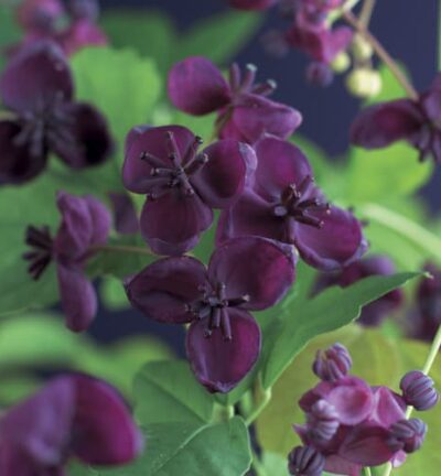 Akebia Quinata - Schijnaugurk