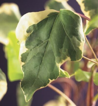 Hedera helix 'Gloire de Marengo' - Klimop