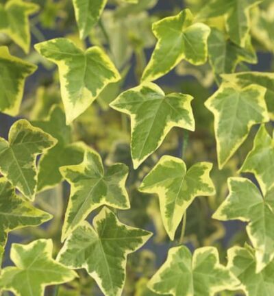 Hedera helix 'Goldchild' - Klimop