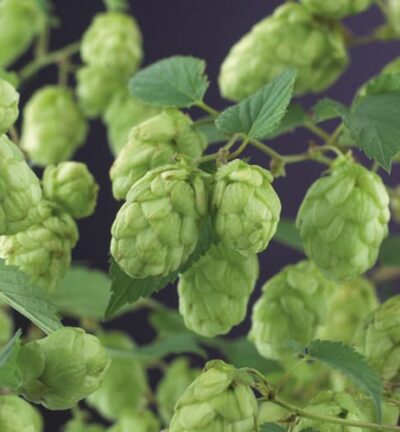 Humulus lupulus Nordbrau - Hopplant