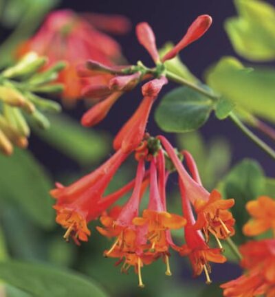 Lonicera brownii ´Dropmore Scarlet´ - Kamperfoelie