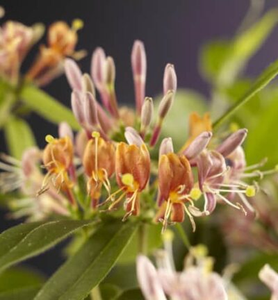 Lonicera Henryi -  Wintergroene Kamperfoelie