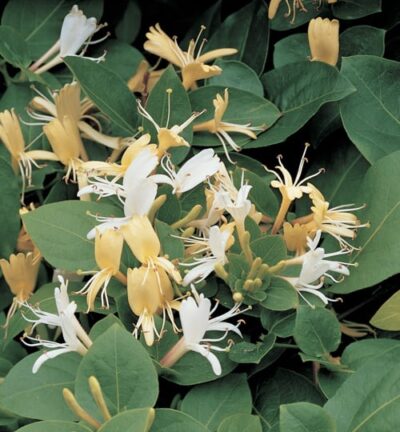 Lonicera japonicum ´Hall's Prolific´ - Japanse Kamperfoelie